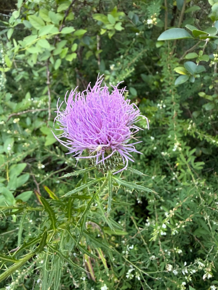 Purple thistle